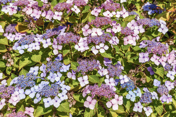 Flowering hydrangea in Riviera Park. Sochi. Russia.