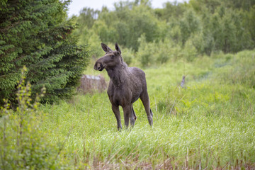 Moose in forest in Nordland county Northern Norway