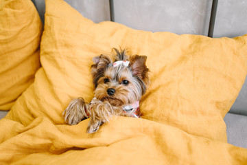 Yorkshire Terrier on bed