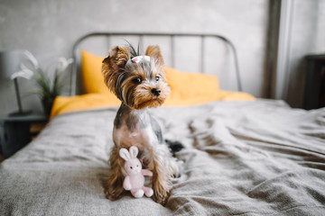 Yorkshire Terrier on bed