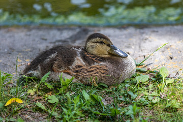 Duckling sitting