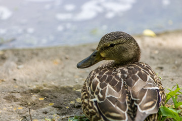 Duck sitting