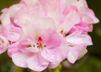 Obraz na płótnie Canvas Close up of pink geranium flower.