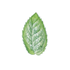 Watercolor hand painted mint leaf. Can be used as print, packaging design, element design. © daria