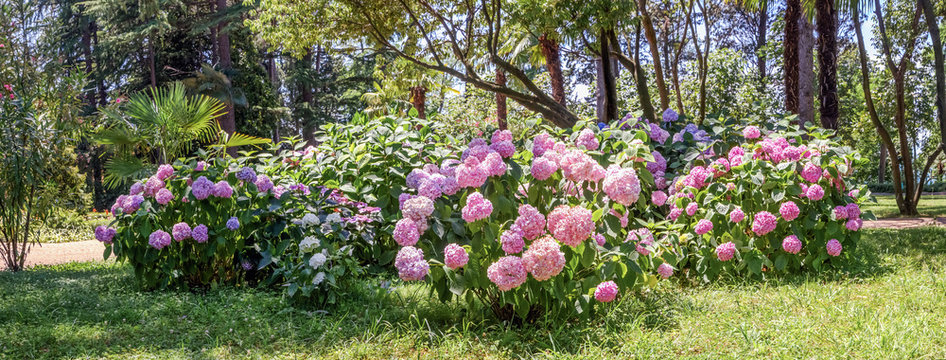Blooming hydrangea in the park of Sochi. Russia.