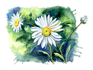 Camomile on a green background, watercolor illustration, hand drawing.