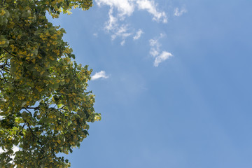 Linden tree flowery on the blue sky background