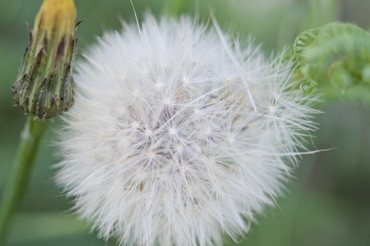 Fototapeta Fruits of the dandelion plant