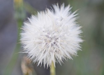 Fruits of the dandelion plant