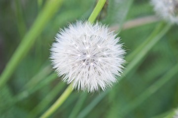 Fruits of the dandelion plant