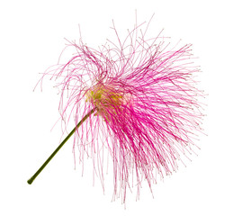 Calliandra eriophylla, pink fairy duster, mimosaide family on white background, Exotic tropical plant