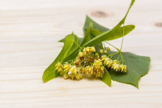 Flowers of linden on a wood background