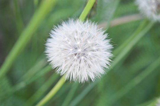 Fototapeta Fruits of the dandelion plant