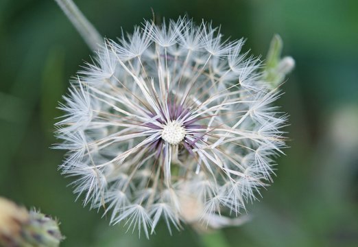 Fototapeta Fruits of the dandelion plant