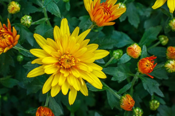 Yellow chrysanthemums on the Bush.