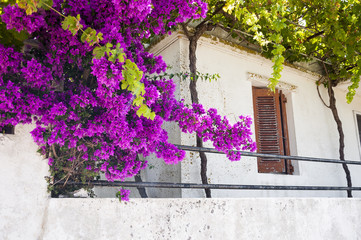 Fototapeta na wymiar A beautiful decoration on a white greek house from blossom, purple bougainvillea flowers and green grapevine. Colorful mediterranean image of countryside in Greece.