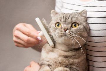 Woman combing a cute cat with a brush on the couch, close up