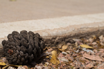 Pine Cone