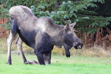 Kneeling Moose
