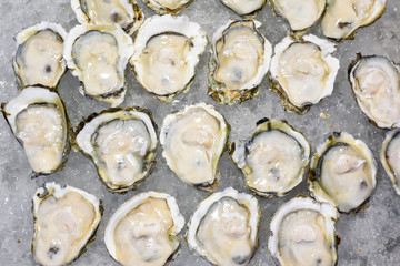 Opened fresh oysters on ice