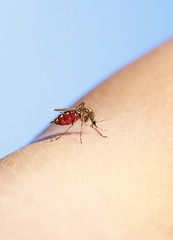 insect mosquito greedily dug into the skin and sucks blood leaving itching and pain