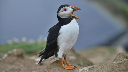 Puffin calling Iceland