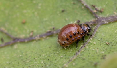 Colorado beetle's larva feeding on the potato leaf