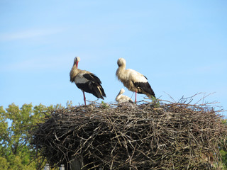 family of storks