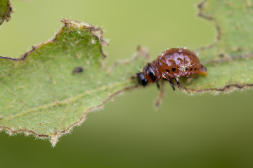 Colorado beetle's larva feeding on the potato leaf