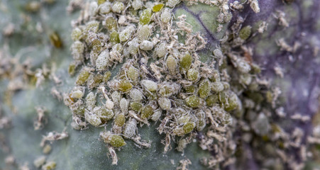 small black aphid on a green leaf in the open air close up