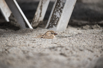 Bird on the sand