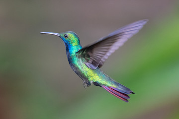 Hummingbird(Trochilidae)Flying gems ecuador - obrazy, fototapety, plakaty