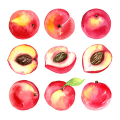 Juicy ripe peaches . Sliced fruits isolated on white background. Summer healthy food drawing.Hand-drawn watercolor illustration.