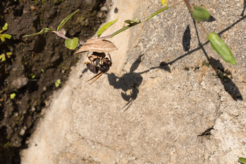 Asian wasp makes hive