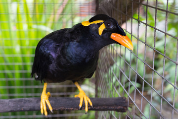 Black tropical songbird