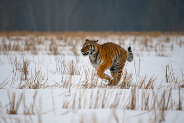 Obraz premium Siberian Tiger in the snow (Panthera tigris)