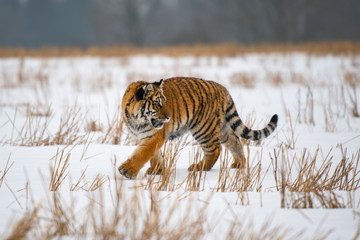 Siberian Tiger in the snow (Panthera tigris)