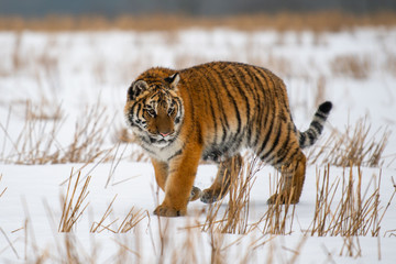 Obraz premium Siberian Tiger in the snow (Panthera tigris)