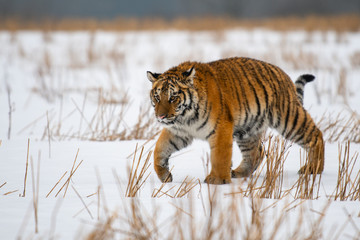 Siberian Tiger in the snow (Panthera tigris)