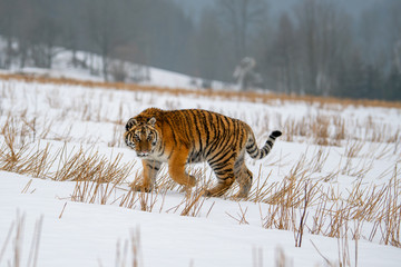 Siberian Tiger in the snow (Panthera tigris)