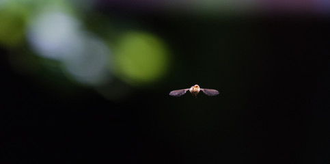 Insect