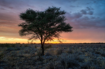 Lonely Tree in the Namib Desert taken in January 2018