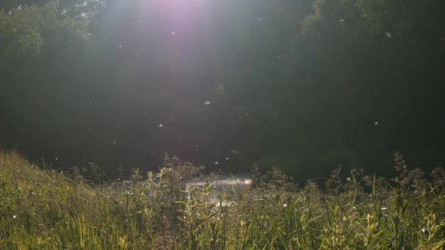 Handheld midges in the air over the swamp