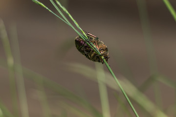 Insect