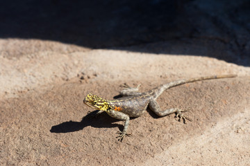 Animals in Etoscha National Park in Northern Namibia taken in January 2018