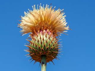 Wildflower (Klasea flavescens)