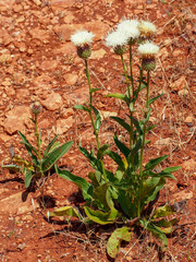 Wildflower (Klasea flavescens)