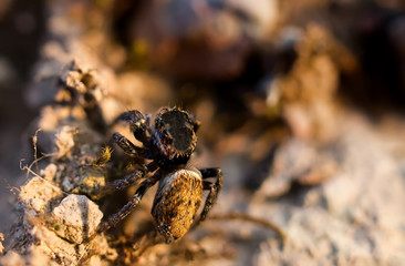 Little russian jumper spider