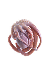 Octopus on a white background