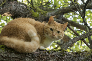 Naklejka na ściany i meble Beautiful red-headed cat with green eyes is sitting on a branch of apple tree. Soft focus with bokeh background.